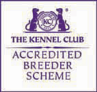 The kennel club accredited breeder scheme